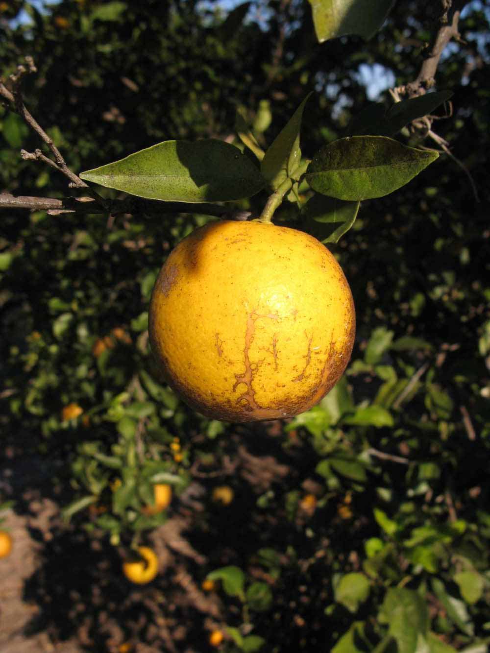            Fruit (Winter Haven, FL)   